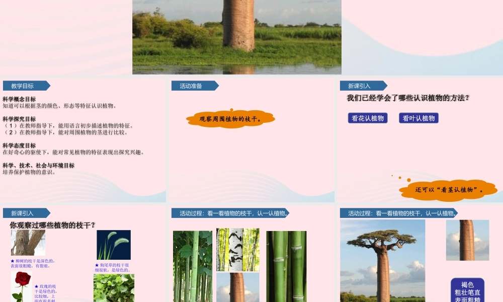 一年级科学下册 第三单元 和植物捏个手 11看茎认植物课件 青岛版六三制-青岛版小学一年级下册自然科学课件