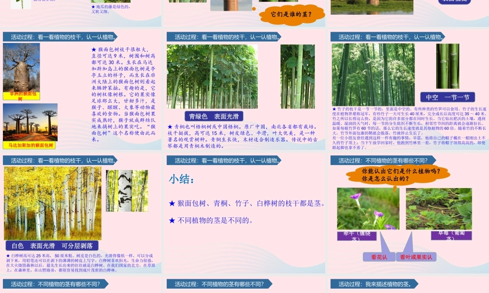 一年级科学下册 第三单元 和植物捏个手 11看茎认植物课件 青岛版六三制-青岛版小学一年级下册自然科学课件