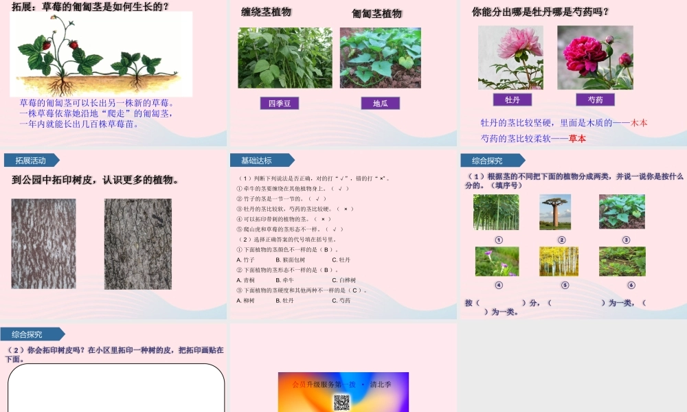 一年级科学下册 第三单元 和植物捏个手 11看茎认植物课件 青岛版六三制-青岛版小学一年级下册自然科学课件