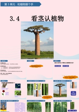 一年级科学下册 第三单元 和植物捏个手 11看茎认植物课件 青岛版六三制-青岛版小学一年级下册自然科学课件