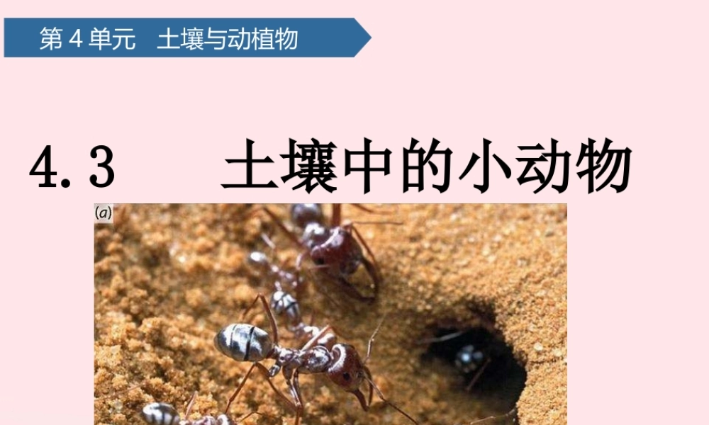 一年级科学下册 第四单元 土壤与动植物 14土壤中的小动物课件 青岛版六三制-青岛版小学一年级下册自然科学课件