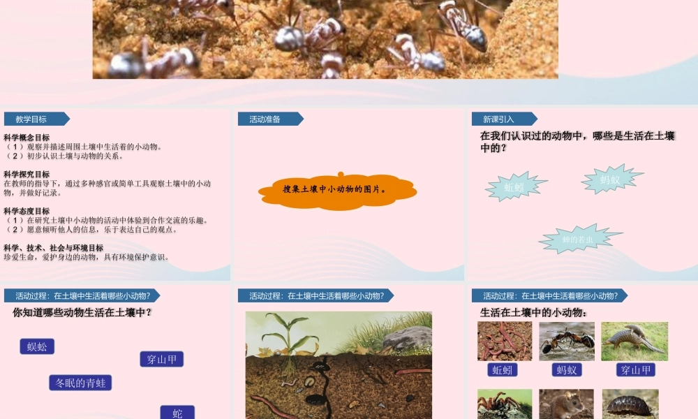 一年级科学下册 第四单元 土壤与动植物 14土壤中的小动物课件 青岛版六三制-青岛版小学一年级下册自然科学课件