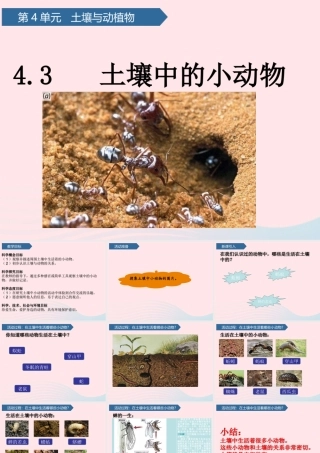 一年级科学下册 第四单元 土壤与动植物 14土壤中的小动物课件 青岛版六三制-青岛版小学一年级下册自然科学课件