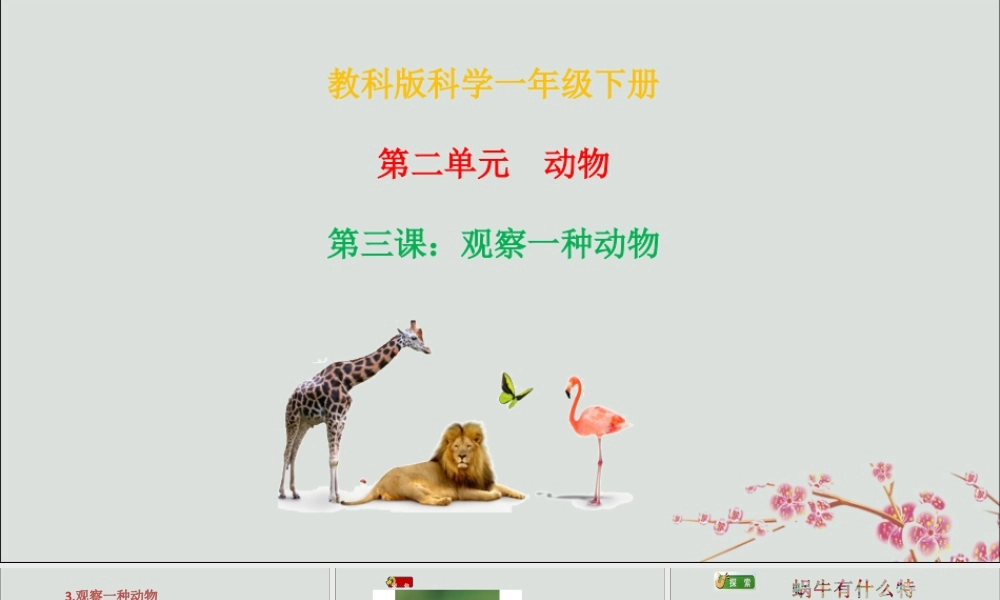 一年级科学下册 动物 2.3《观察一种动物》课件 教科版-教科版小学一年级下册自然科学课件