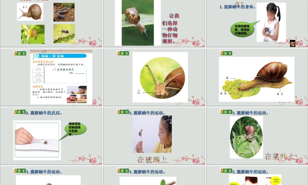 一年级科学下册 动物 2.3《观察一种动物》课件 教科版-教科版小学一年级下册自然科学课件