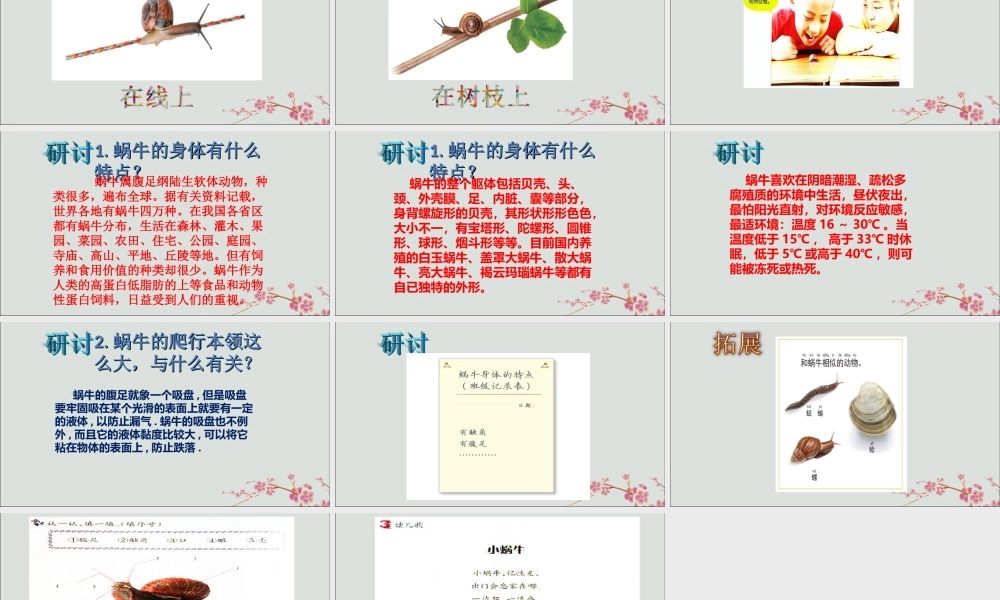 一年级科学下册 动物 2.3《观察一种动物》课件 教科版-教科版小学一年级下册自然科学课件