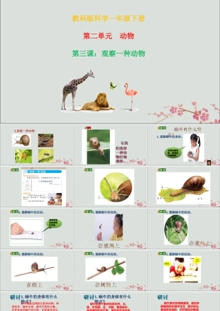 一年级科学下册 动物 2.3《观察一种动物》课件 教科版-教科版小学一年级下册自然科学课件