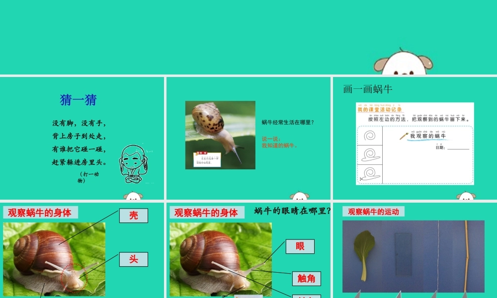 一年级科学下册 动物 2.3《观察一种动物》课件 教科版-教科级下册自然科学课件