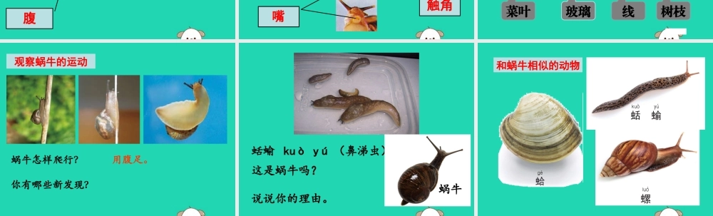 一年级科学下册 动物 2.3《观察一种动物》课件 教科版-教科级下册自然科学课件