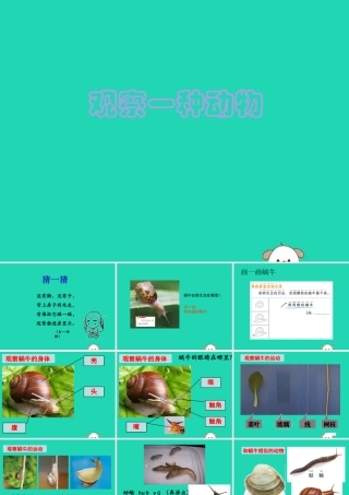 一年级科学下册 动物 2.3《观察一种动物》课件 教科版-教科级下册自然科学课件