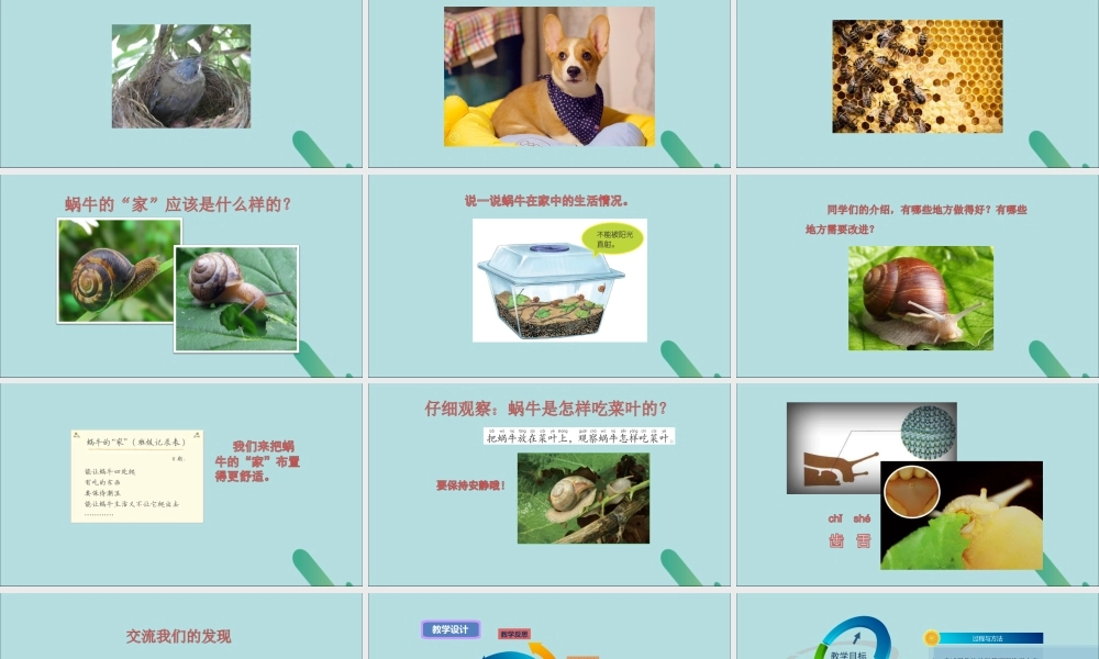 一年级科学下册 动物 2.4《给动物建个“家”》课件 教科版-教科版小学一年级下册自然科学课件