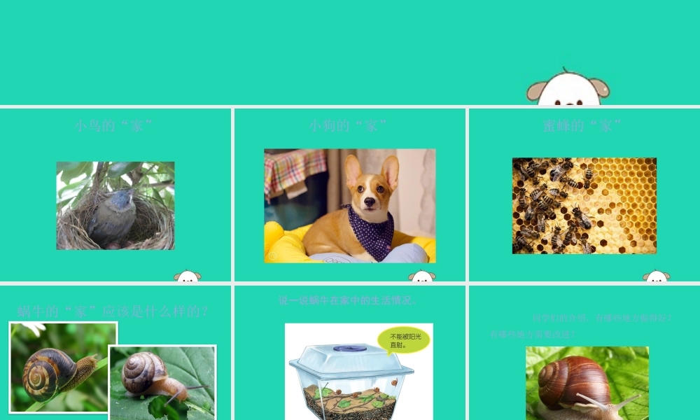 一年级科学下册 动物 2.4《给动物建个“家”》课件 教科版-教科级下册自然科学课件