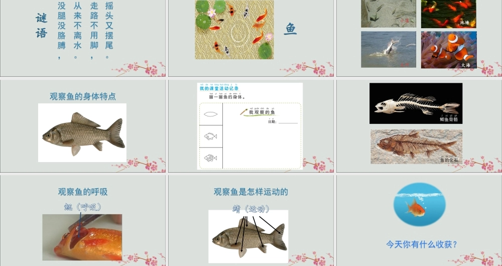 一年级科学下册 动物 2.5《观察鱼》课件 教科版-教科版小学一年级下册自然科学课件