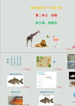 一年级科学下册 动物 2.5《观察鱼》课件 教科版-教科版小学一年级下册自然科学课件