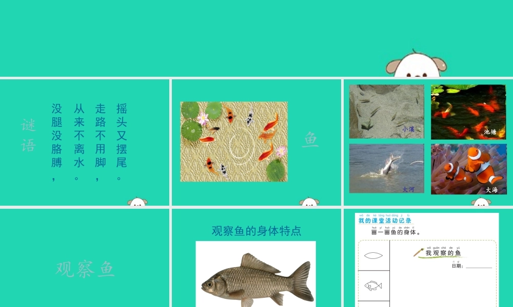 一年级科学下册 动物 2.5《观察鱼》课件 教科版-教科级下册自然科学课件
