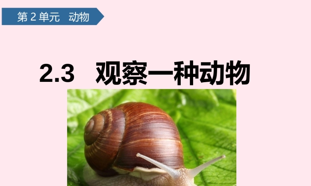 一年级科学下册 动物 3观察一种动物课件 教科版-教科版小学一年级下册自然科学课件