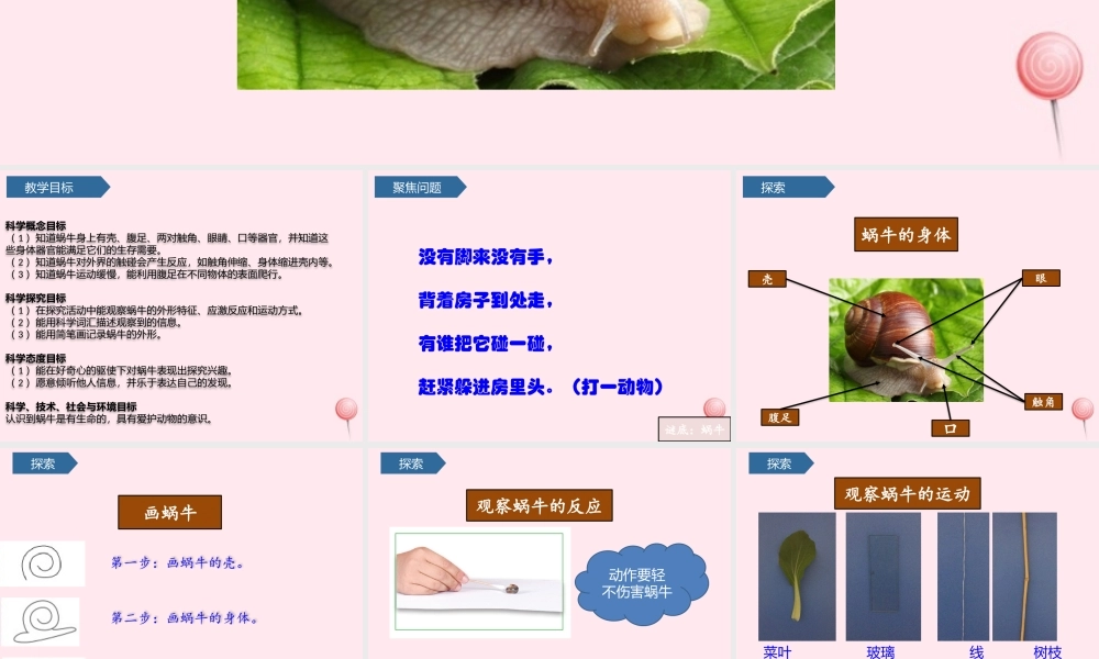 一年级科学下册 动物 3观察一种动物课件 教科版-教科版小学一年级下册自然科学课件