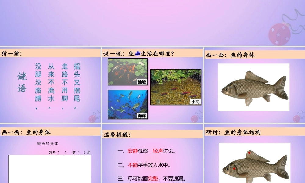 一年级科学下册 动物 5观察鱼课件 教科版