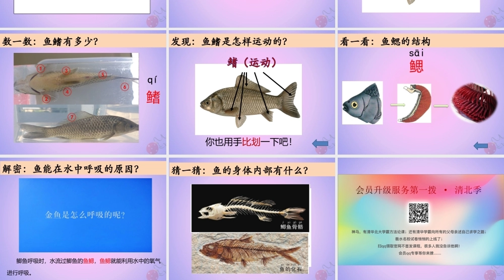 一年级科学下册 动物 5观察鱼课件 教科版