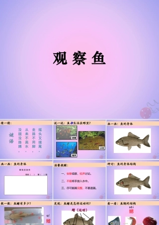 一年级科学下册 动物 5观察鱼课件 教科版