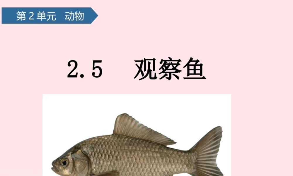 一年级科学下册 动物 5观察鱼课件 教科版-教科版小学一年级下册自然科学课件