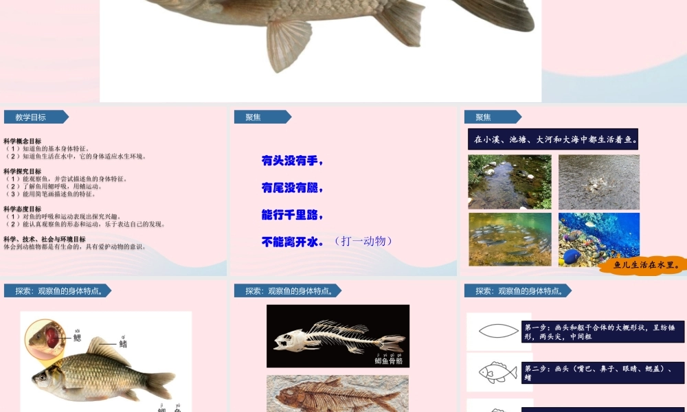一年级科学下册 动物 5观察鱼课件 教科版-教科版小学一年级下册自然科学课件