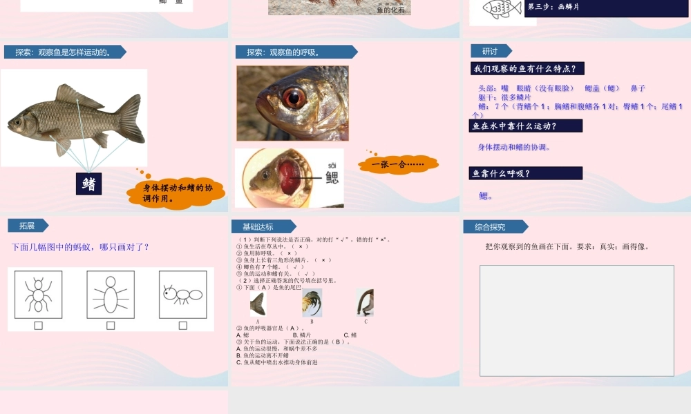 一年级科学下册 动物 5观察鱼课件 教科版-教科版小学一年级下册自然科学课件