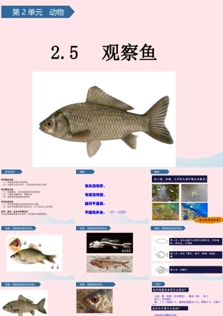 一年级科学下册 动物 5观察鱼课件 教科版-教科版小学一年级下册自然科学课件