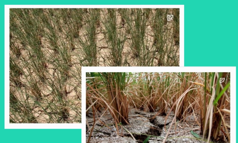 一年级科学下册 天气与生活 10 天气与动植物课件 冀教版-冀教版小学一年级下册自然科学课件