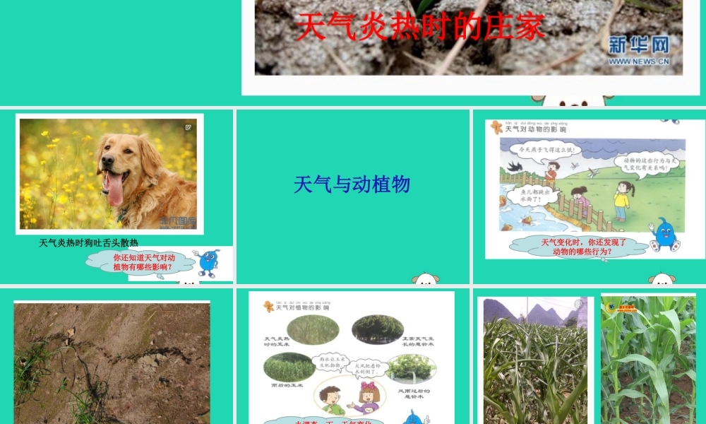 一年级科学下册 天气与生活 10 天气与动植物课件 冀教版-冀教版小学一年级下册自然科学课件