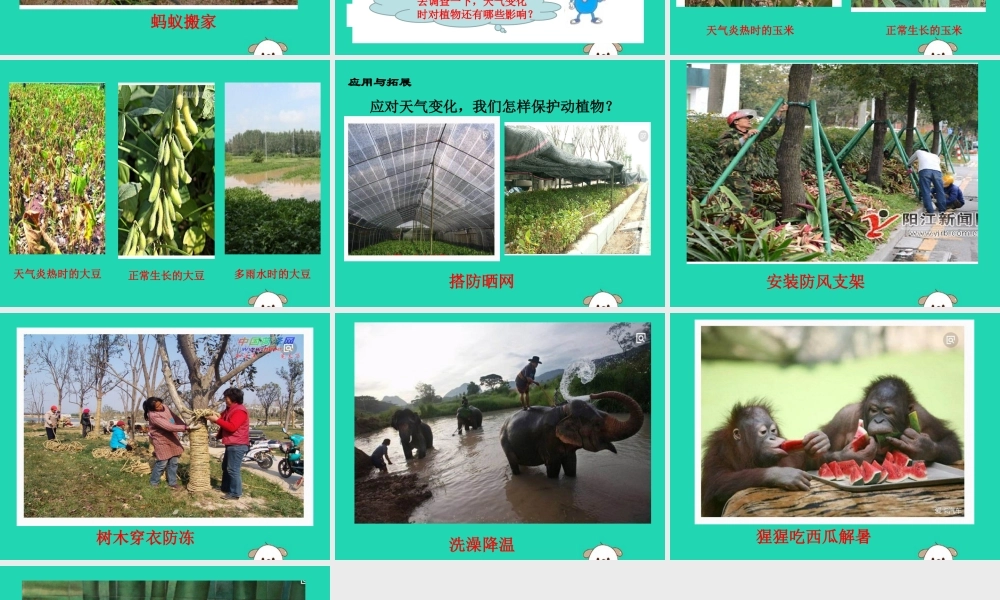 一年级科学下册 天气与生活 10 天气与动植物课件 冀教版-冀教版小学一年级下册自然科学课件