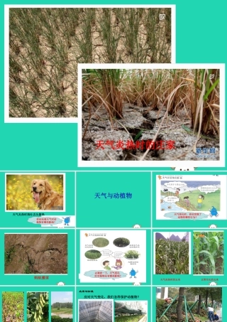 一年级科学下册 天气与生活 10 天气与动植物课件 冀教版-冀教版小学一年级下册自然科学课件
