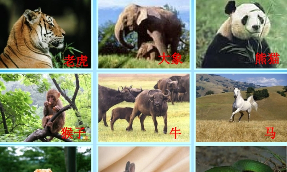 一年级语文上册《虎王开会》课件1 语文A版-语文A版小学一年级上册语文课件