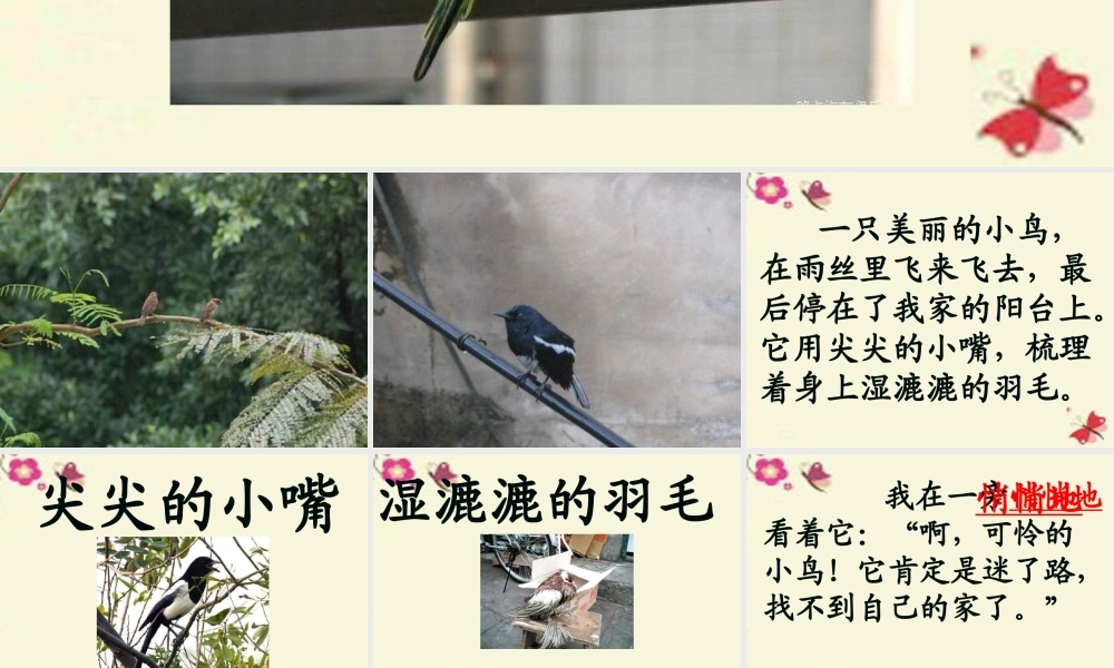 一年级语文下册 第2单元 6《阳台上的小鸟》课件3 语文S版-语文S版小学一年级下册语文课件