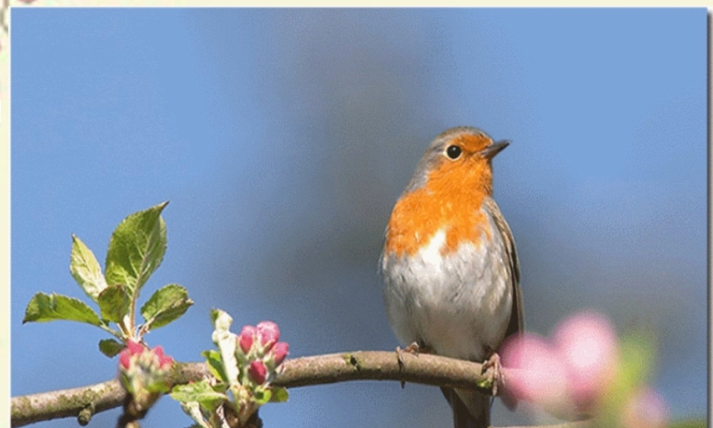 一年级语文下册 第2单元 6《阳台上的小鸟》课件5 语文S版-语文S版小学一年级下册语文课件