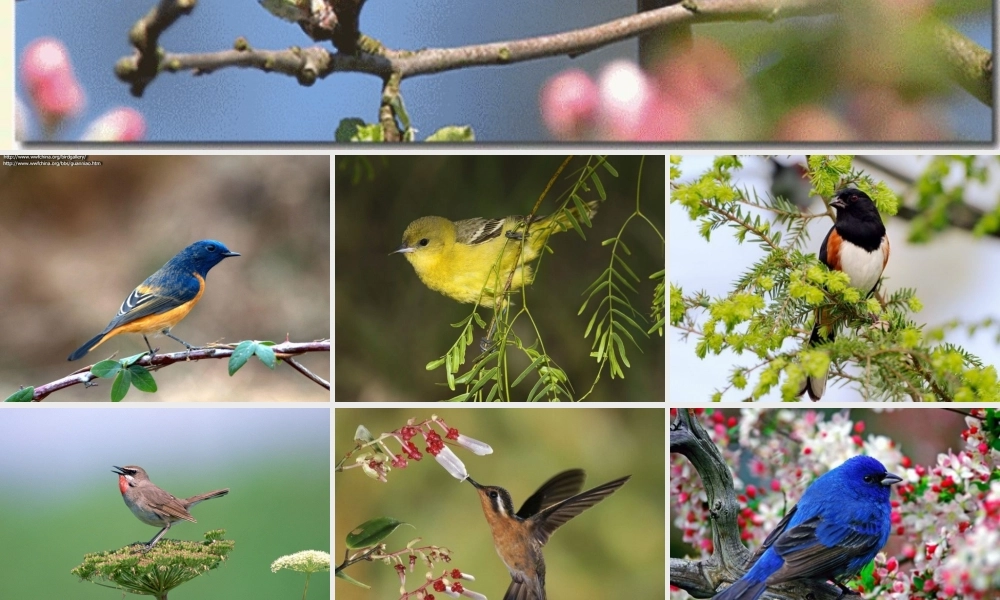 一年级语文下册 第2单元 6《阳台上的小鸟》课件5 语文S版-语文S版小学一年级下册语文课件