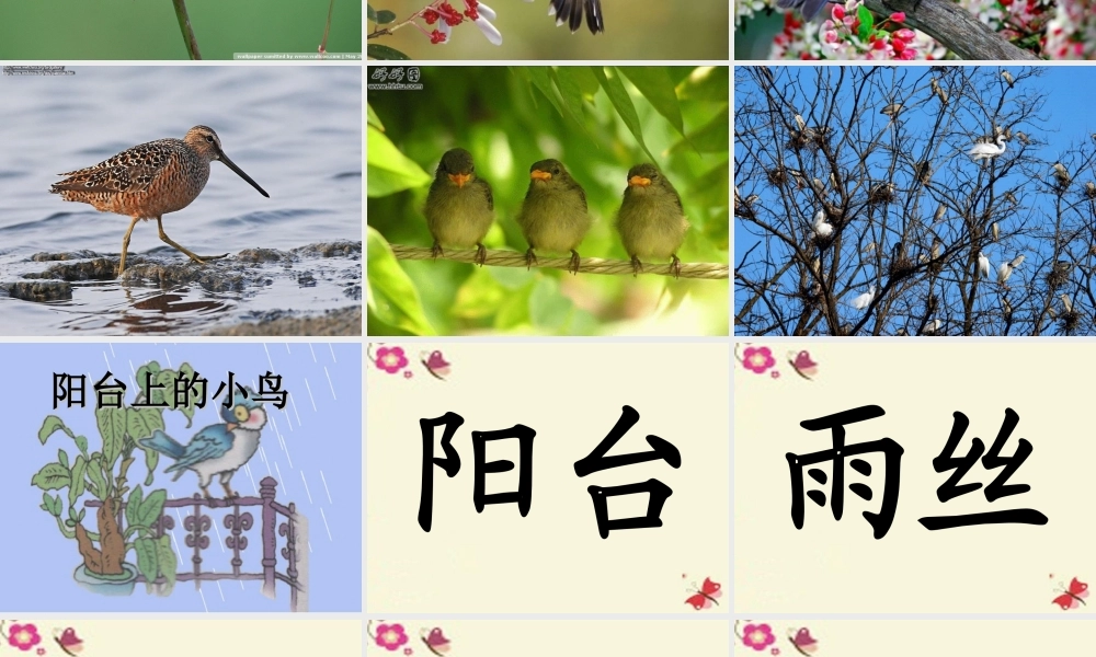 一年级语文下册 第2单元 6《阳台上的小鸟》课件5 语文S版-语文S版小学一年级下册语文课件