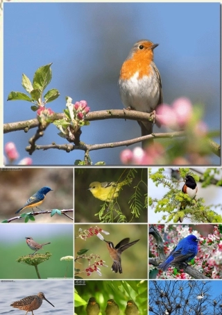 一年级语文下册 第2单元 6《阳台上的小鸟》课件5 语文S版-语文S版小学一年级下册语文课件