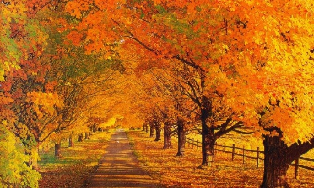 一年级语文上册《金色的秋天》课件2 语文A版-语文A版小学一年级上册语文课件