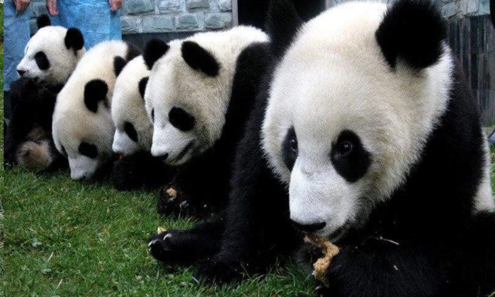 一年级语文下册 第2单元 7《大熊猫》课件1 语文S版-语文S版小学一年级下册语文课件