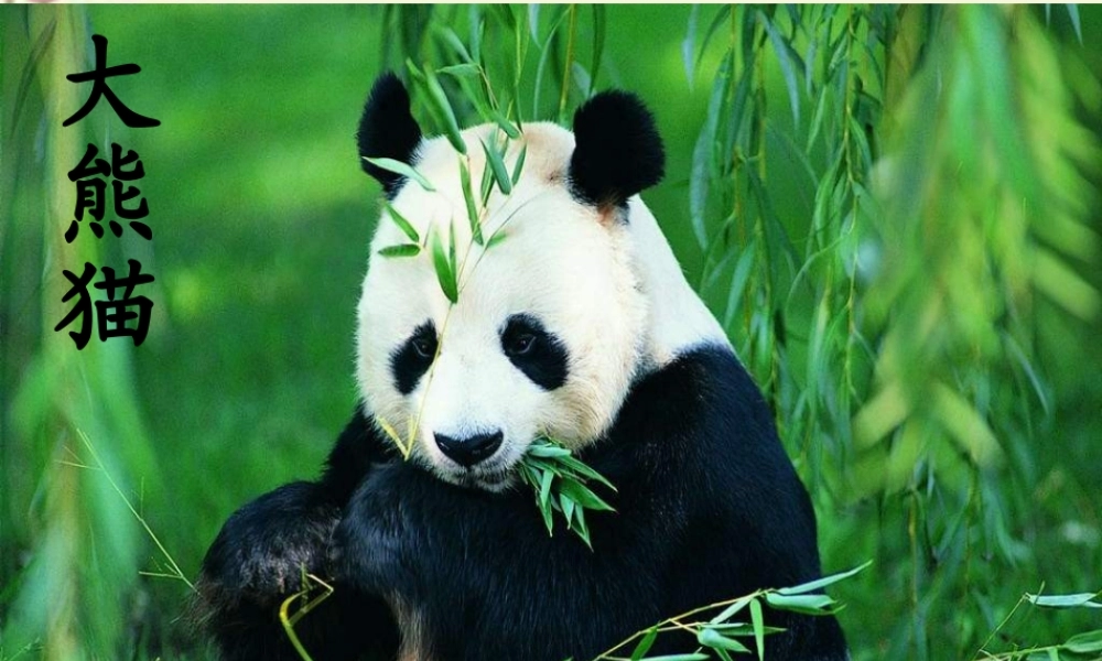 一年级语文下册 第2单元 7《大熊猫》课件2 语文S版-语文S版小学一年级下册语文课件