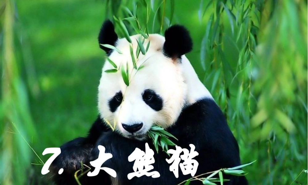一年级语文下册 第2单元 7《大熊猫》课件5 语文S版-语文S版小学一年级下册语文课件