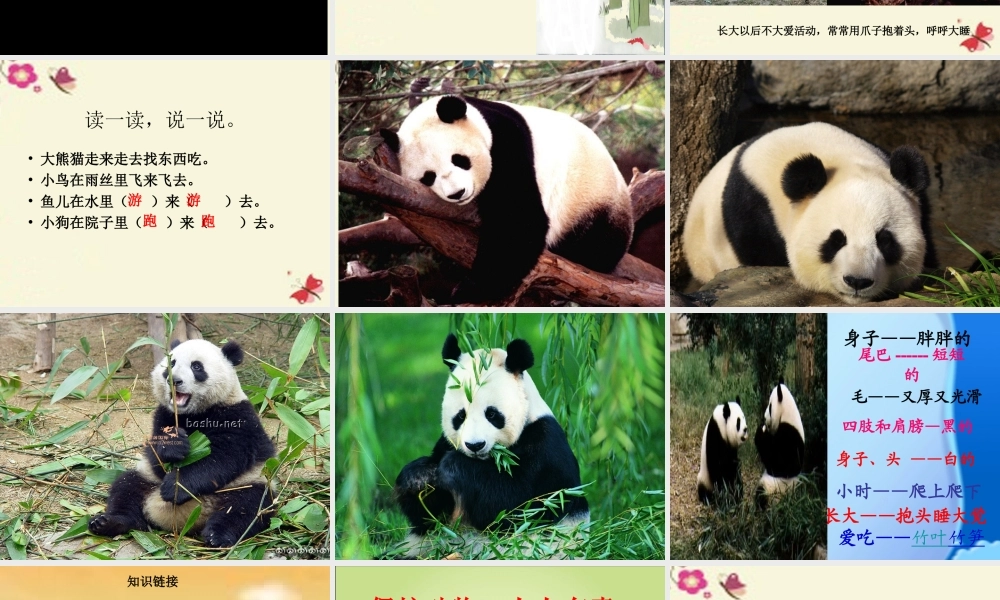 一年级语文下册 第2单元 7《大熊猫》课件6 语文S版-语文S版小学一年级下册语文课件