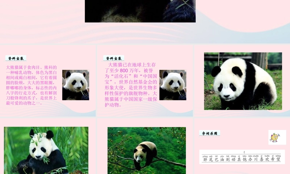 一年级语文下册 第2单元《大熊猫出国》课件1 长春版-长春版小学一年级下册语文课件