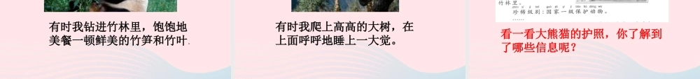 一年级语文下册 第2单元《大熊猫出国》课件1 长春版-长春版小学一年级下册语文课件