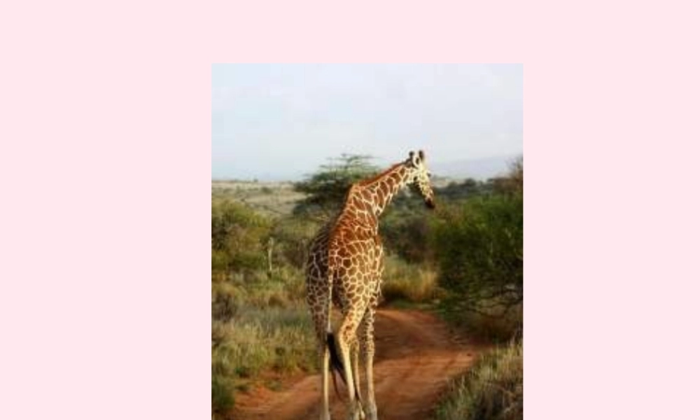 一年级语文下册 第6单元《脖子的妙用》课件 长春版-长春版小学一年级下册语文课件