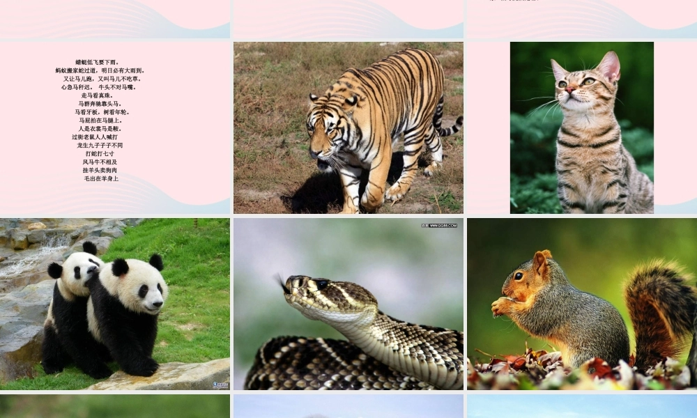 一年级语文下册 第2单元《综合学习活动 动物天地》课件 长春版-长春版小学一年级下册语文课件