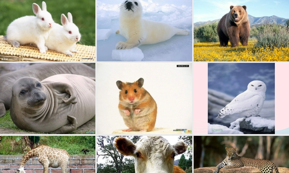 一年级语文下册 第2单元《综合学习活动 动物天地》课件 长春版-长春版小学一年级下册语文课件