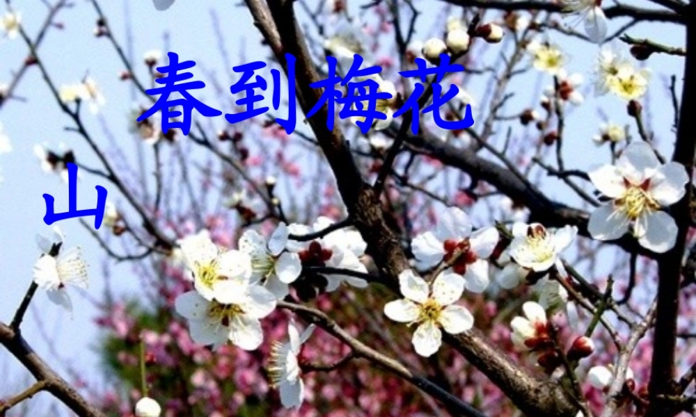 一年级语文下册 4《春到梅花山》课件 苏教版-苏教版小学一年级下册语文课件