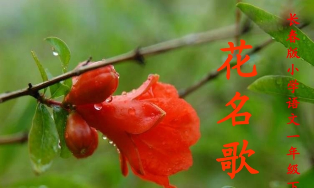 一年级语文下册 第8单元《花名歌》课件1 长春版-长春版小学一年级下册语文课件